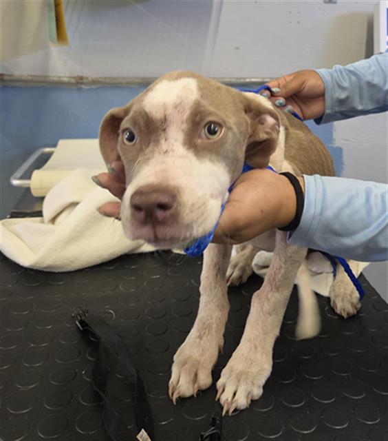 Adoptable Dog