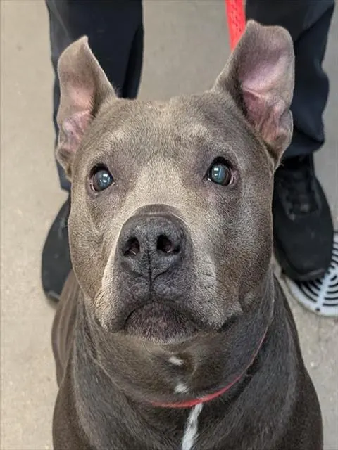 Lexi