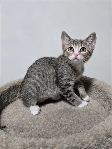 Stella
