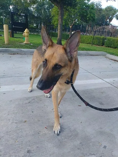 Rocket