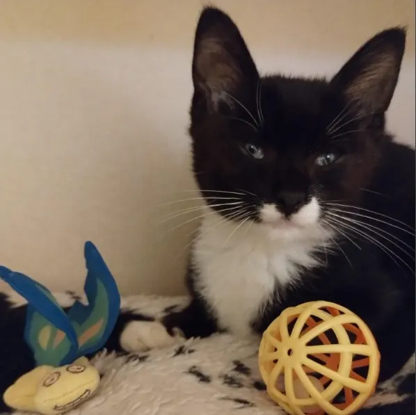 Adoptable Cat