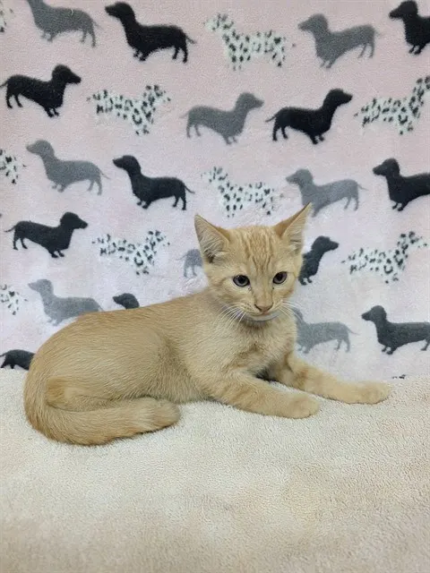 Oliver