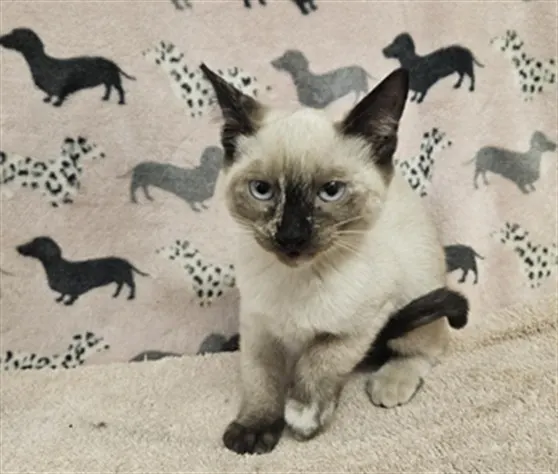 Penelope