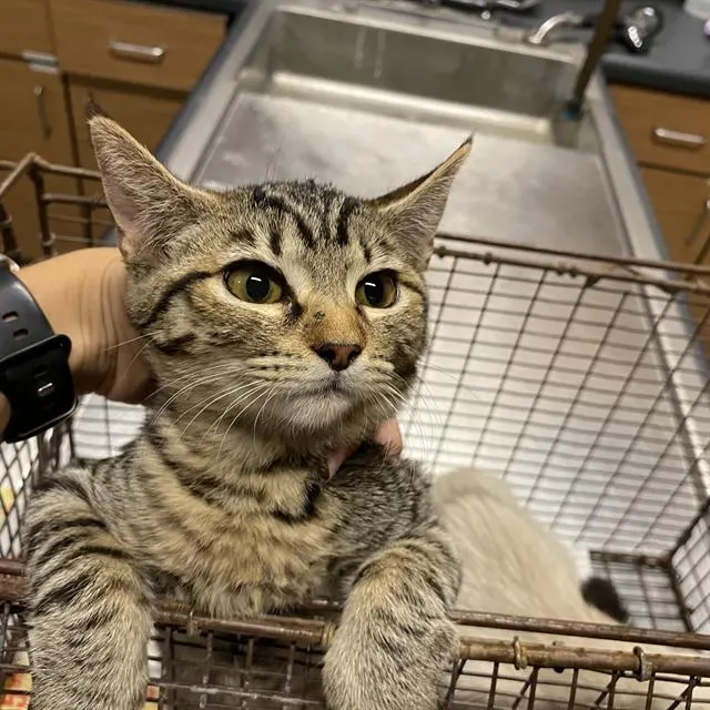 *Mochi