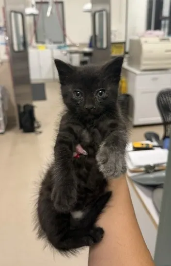 Adoptable Cat