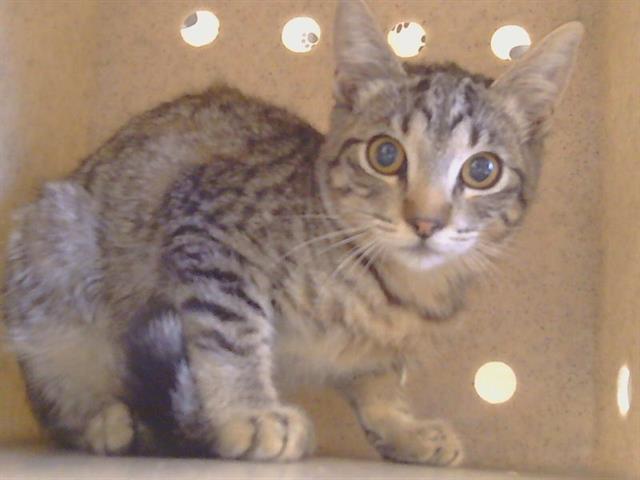 Adoptable Cat