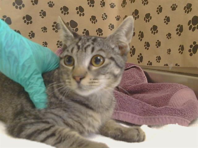 Adoptable Cat