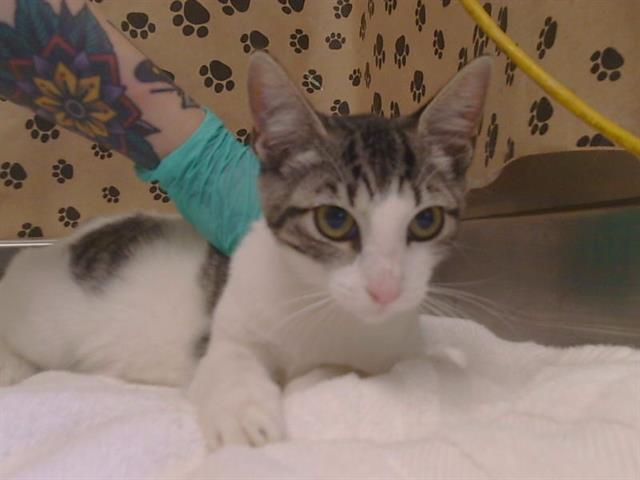 Adoptable Cat