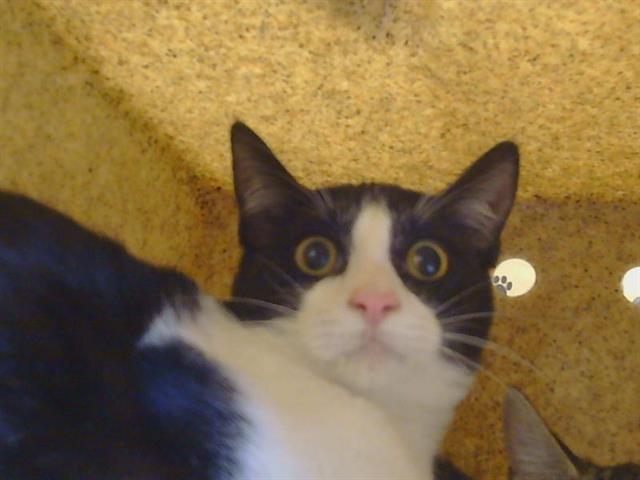Adoptable Cat