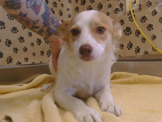 Adoptable Dog