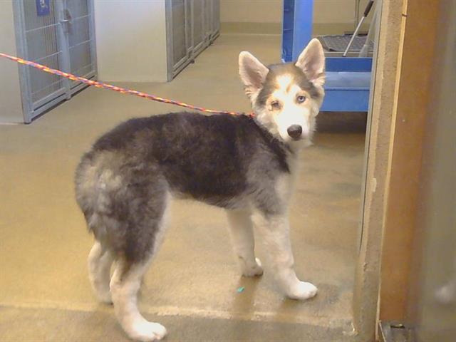 Adoptable Dog
