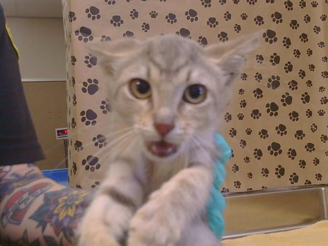 Adoptable Cat