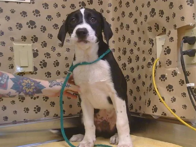 Adoptable Dog