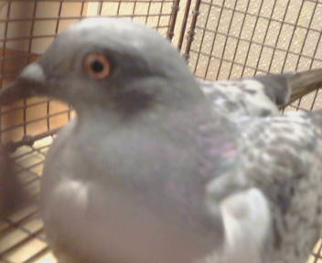 Adoptable Bird