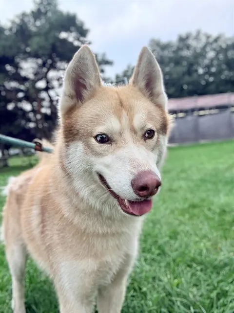 Kiko