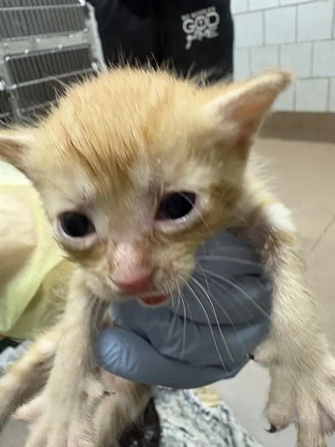 Adoptable Cat
