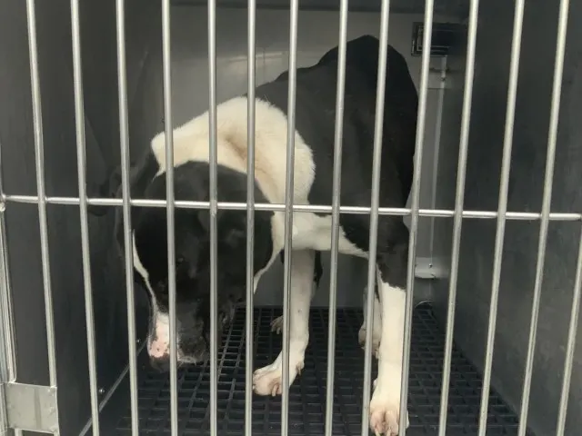 Adoptable Dog