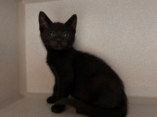 Mini Pooper