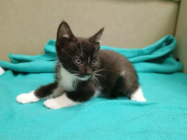 Adoptable Cat