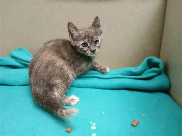 Adoptable Cat