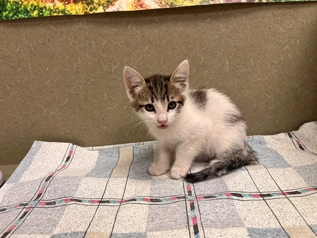 Adoptable Cat