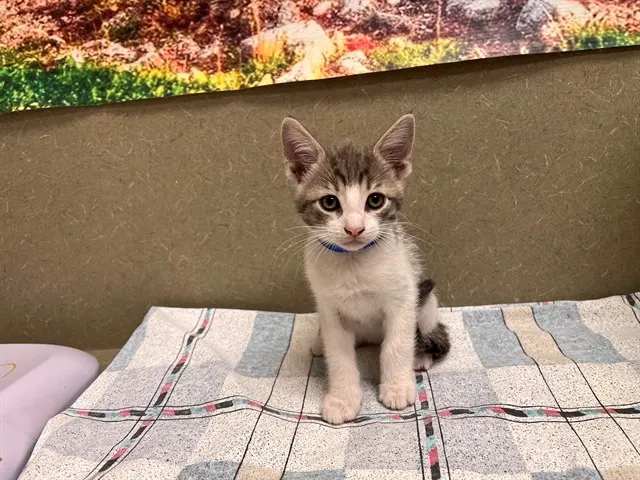Adoptable Cat