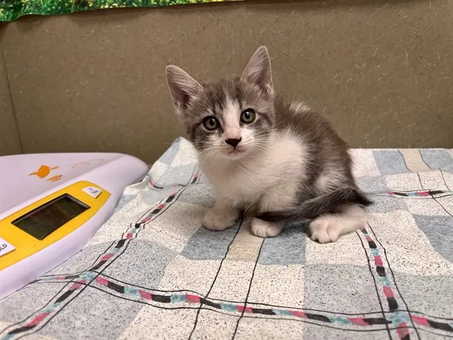 Adoptable Cat
