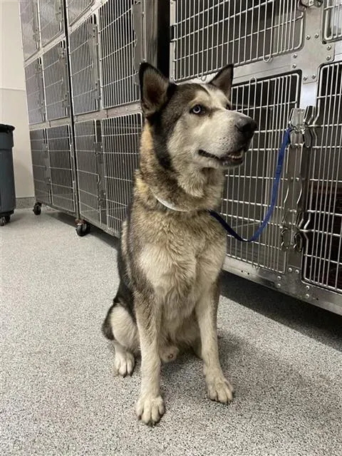 Adoptable Dog