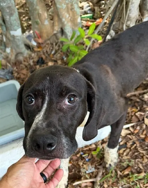 Adoptable Dog