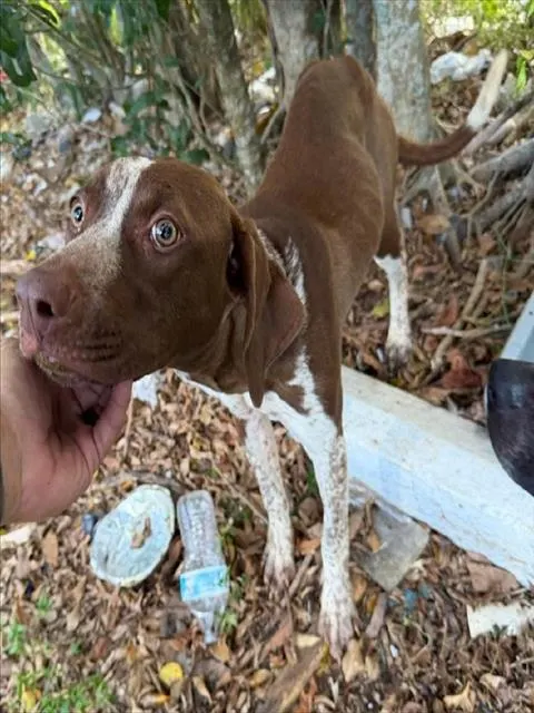 Adoptable Dog