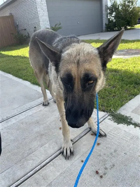 Adoptable Dog