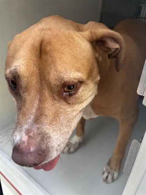 Adoptable Dog