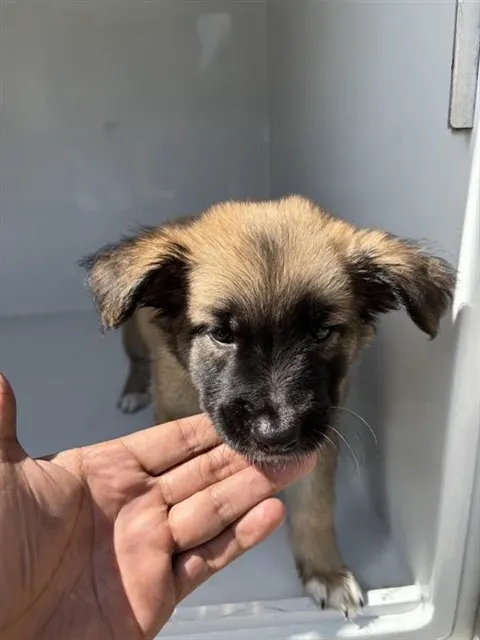 Adoptable Dog