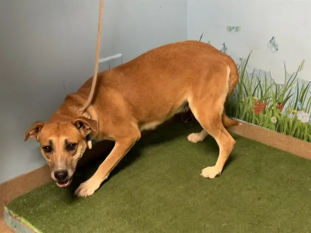Adoptable Dog