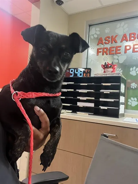 Adoptable Dog