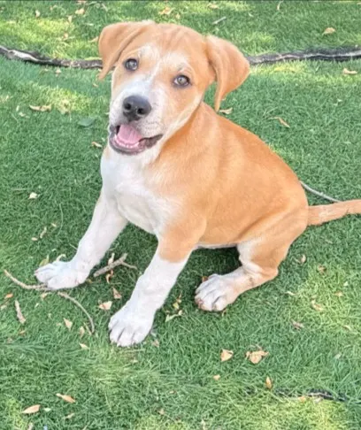 Adoptable Dog