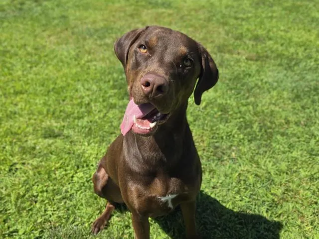 Hershey