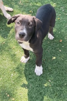 Adoptable Dog
