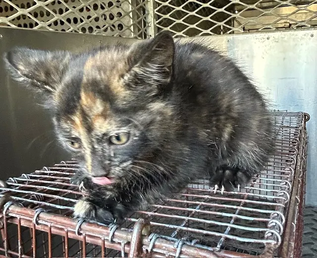 Adoptable Cat