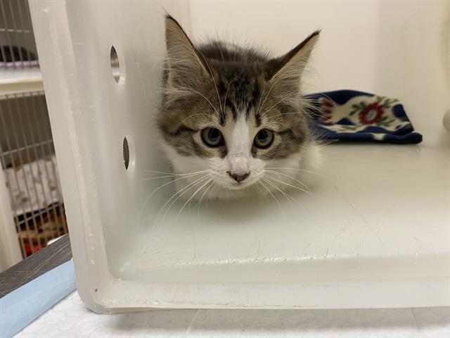 Adoptable Cat
