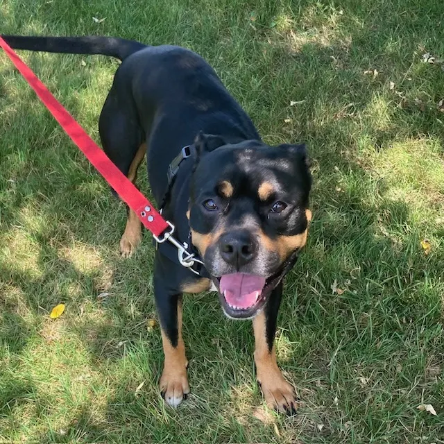 Enzo