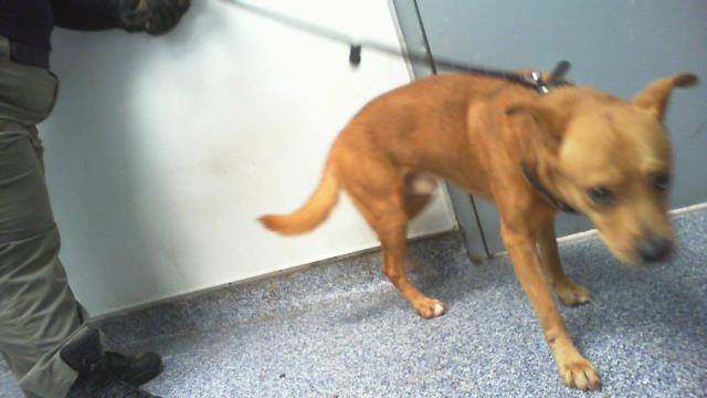 Adoptable Dog