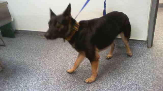 Adoptable Dog