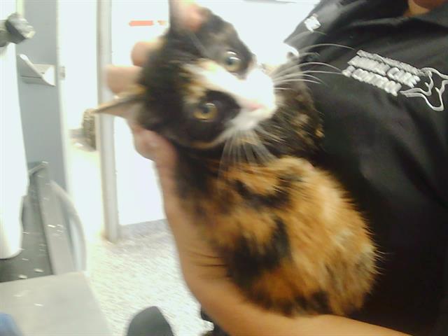 Adoptable Cat