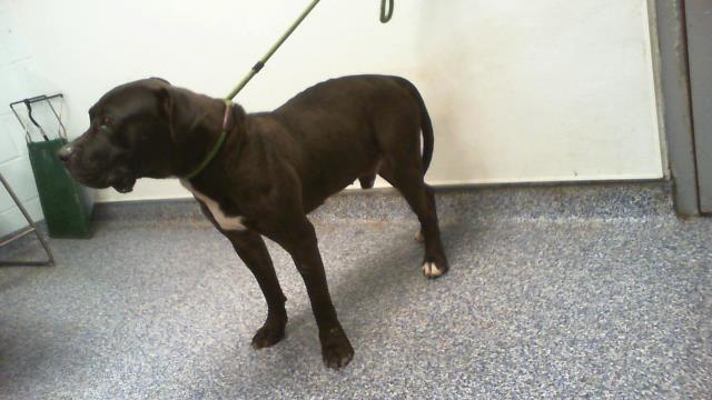 Adoptable Dog