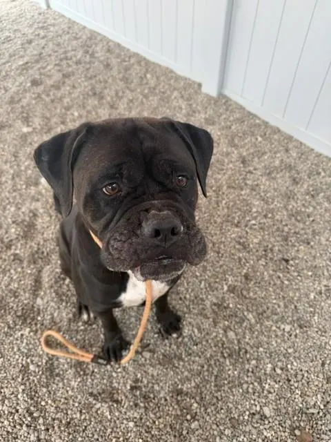 Biscuit