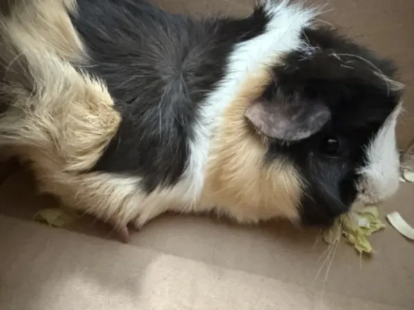 Priscilla