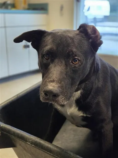 Adoptable Dog