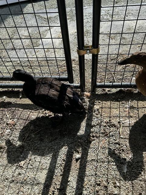 Adoptable Bird