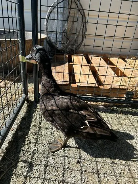 Adoptable Bird